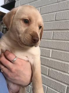 Niedliche Labrador-Welpen suchen ein liebevolles Zuhause