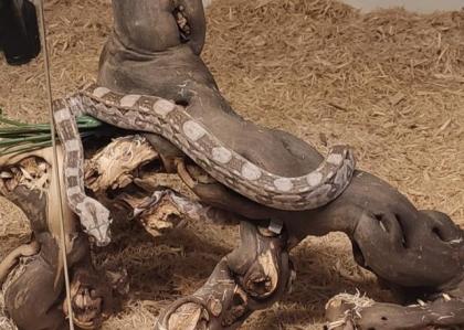 Nachzuchten Zwergboa Boa c. imperator Cay Caulker reinrassig abzugeben