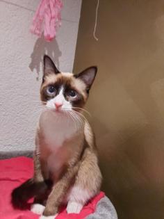Siam Deckkater
