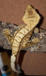 1. 0 Crested Gecko für Hamm