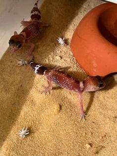 Australischer Dickschwanzgecko/Bellende Geckos/ Underwoodisaurus millii abzugeben, NZ 2023, besond