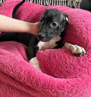 American Stafford x American Bulldog