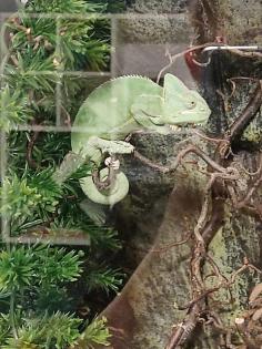 Jemen Chamäleon inkl Terrarium