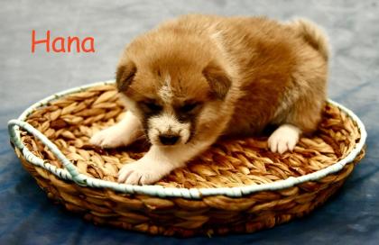 Reinrassige Akita Inu Welpen mit Papieren der Elterntiere