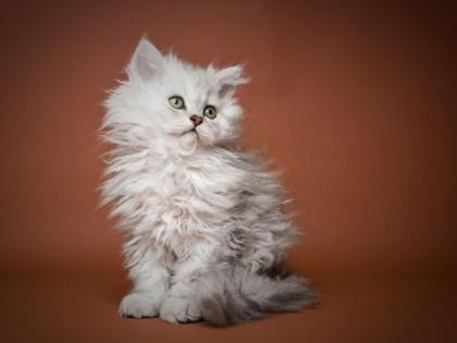 Zauberhafte Lockenkätzchen Selkirk Rex suchen ein neues Zuhause