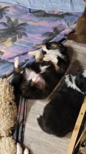 Australian Shepherd Welpen Black Tri w/c Rüde