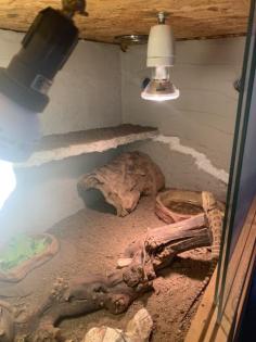 Verkaufe Terrarium mit Zubehör und 4 Bartagamen