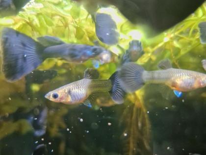 Guppy, Fächerschwanz. schwarz blau