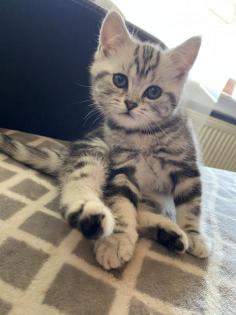 Bkh kitten Silver Classic tabby