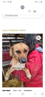 Tolle Welpen, Junghunde Hundesenioren