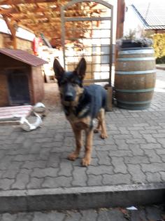 Deutscher Schäferhund 15 Monate sucht neues Zuhause