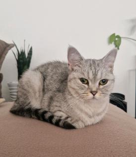 BKH Katze Filou