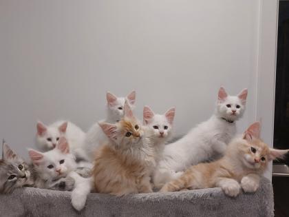 Maine Coon Kitten ohne Papiere shaded Linie