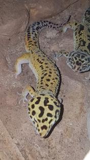 Leopardgeckos, 1 Männlein, 2 Weiblein sowie 1 weibliches Jungtier