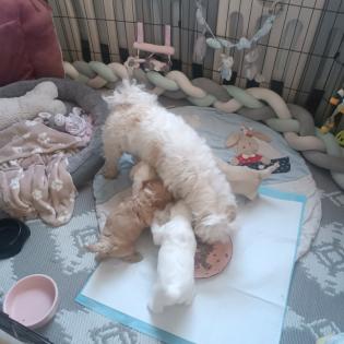 Maltipoo Welpen Rüde aprico