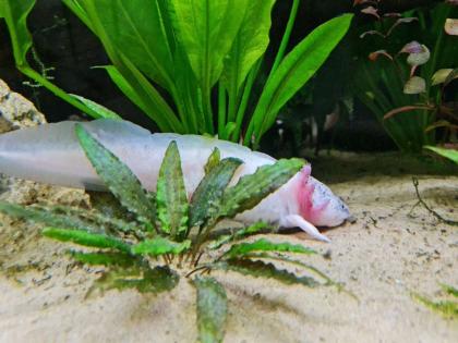 7 Axolotl abzugeben wildling copper weisling