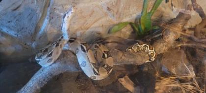 Boa Constrictor imperator