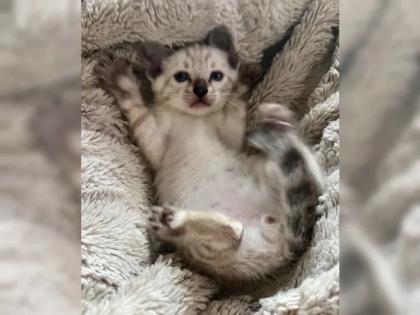 Snow Bengalen aus liebevoller Zucht mit TICA-Stammbaum - nur noch 2 zu haben