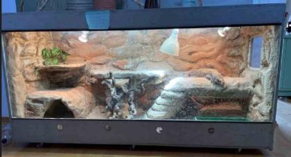 Steppenwaran varanus exanthematicus