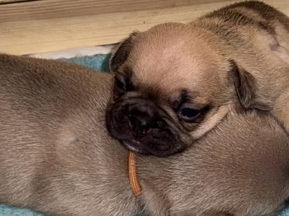 Französische Bulldogge mit Papiere