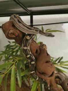 Not Verkauf Boa Constrictor Imperator