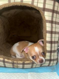 Zwei Chihuahua Welpen