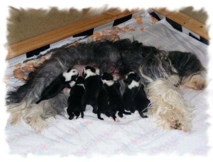 Windelrocker ab 10. 04. 2021 abzugeben mit VDH/FCI Papieren Bearded Collie Welpen