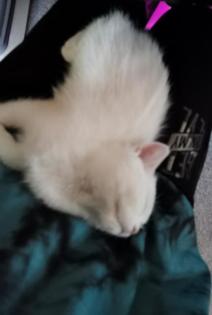 Deckkater gesucht