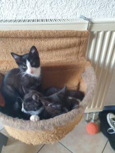 Katzen Kinder Kitten