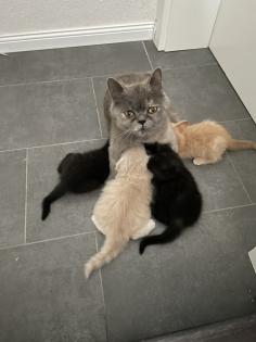 BKH Kitten Babykatzen