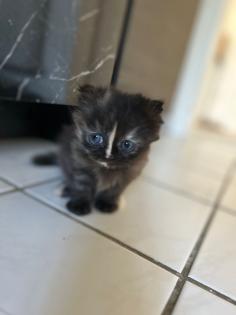 Zwei Perser Kitten suchen ein liebevolles Zuhause