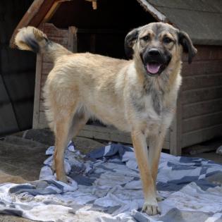Millie sucht ein Zuhause