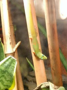 P. Laticauda