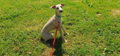 Italienische Windspiele . Italian Greyhound