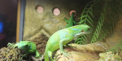 Fidschi Leguane Brachylophus fasciatus