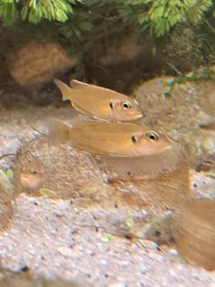 Neolamprologus ocellatus gold Tanganjikasee Schneckenbuntbarsch