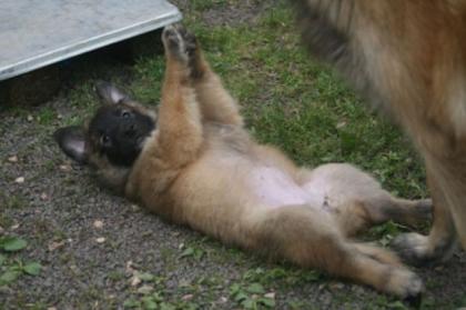 Belgische Schäferhundwelpen zu vergeben