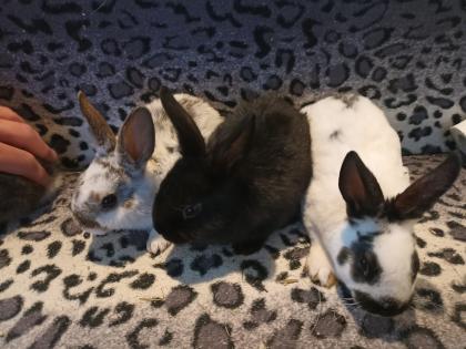 Zwergkaninchen und Meerschweinchen aus langjähriger Hobbyzucht