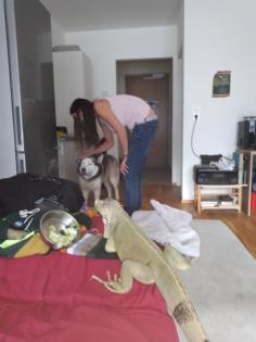 Reptilien-kleinanzeigen. net
