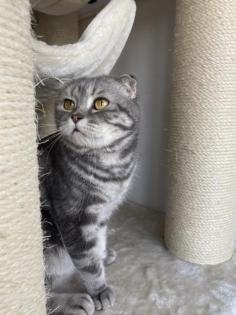 Bkh kater 5 jahre