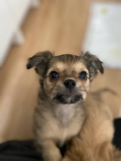 Chihuahua in Langhaar