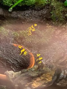 Dendrobates Leucomelas