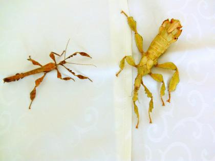 Biete Eier diverser Phasmiden Neohirasea maerens, Achrioptera fallax, Exatosoma