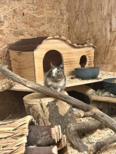 Degu männlich gescheckt