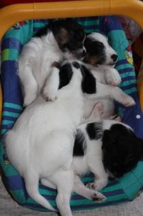Parson Jack Russell Terrier Welpen