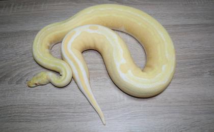 Übergabe für Hamm - Python Regius