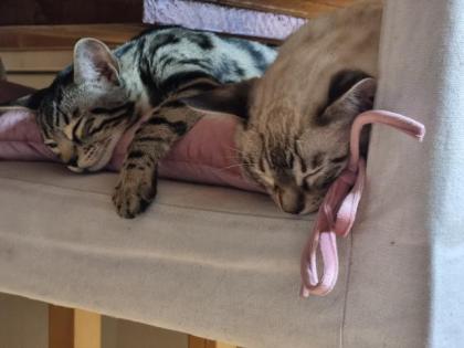Bengal Katze