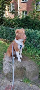 Austrailian Shepherd/Border Collie Mix sucht erfahrenes Zuhause