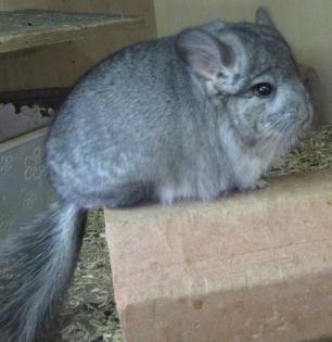 Chinchillas in verschiedenen Farben