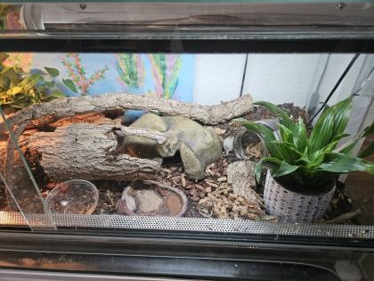 3 Blattzehengeckos komplett ausgestattetes Terrarium
